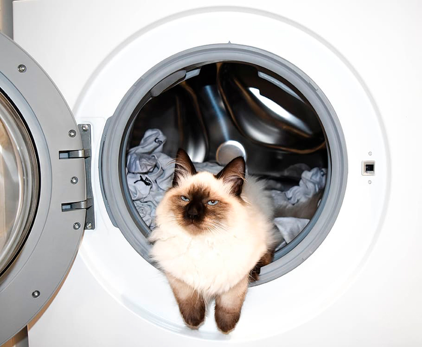 gato dentro de una lavasecadora